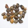 Petrified Wood Tumbled72