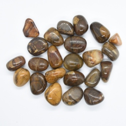 Petrified Wood